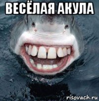 весёлая акула 