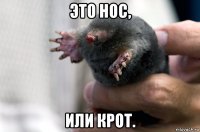 это нос, или крот.