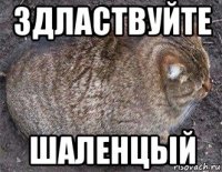 здластвуйте шаленцый