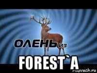  forest`а