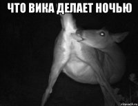 что вика делает ночью 
