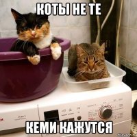 коты не те кеми кажутся