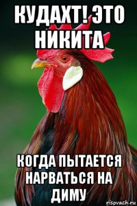 кудахт! это никита когда пытается нарваться на диму