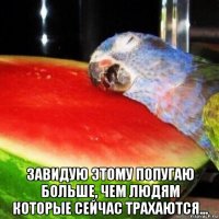  завидую этому попугаю больше, чем людям которые сейчас трахаются...