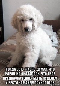  когда всю жизнь думал, что баран, но оказалось, что твоё предназначение - быть пуделем и вести команду психологов