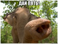 дай пять! 