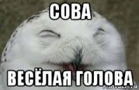 сова весёлая голова