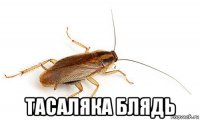  тасаляка блядь