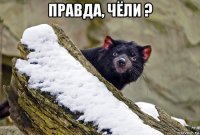 правда, чёли ? 