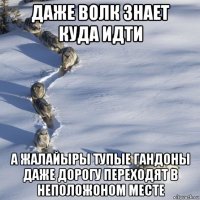 даже волк знает куда идти а жалайыры тупые гандоны даже дорогу переходят в неположоном месте