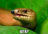  шта?