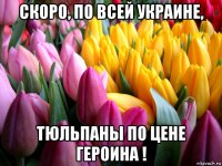 скоро, по всей украине, тюльпаны по цене героина !
