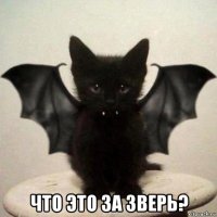  что это за зверь?