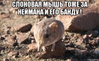 слоновая мышь тоже за неймана и его банду ! 