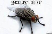 даже муха может 