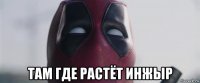  там где растёт инжыр