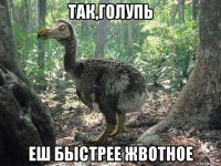 так,голупь еш быстрее жвотное