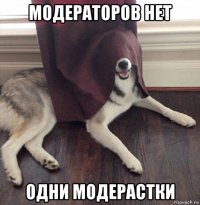 модераторов нет одни модерастки
