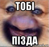 тобі пізда