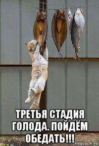  третья стадия голода. пойдём обедать!!!