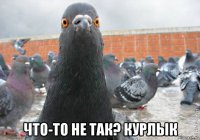  что-то не так? курлык
