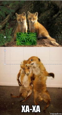  ха-ха