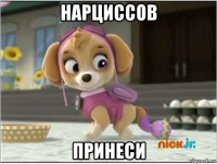 нарциссов принеси