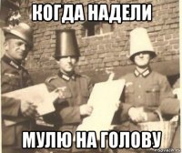 когда надели мулю на голову
