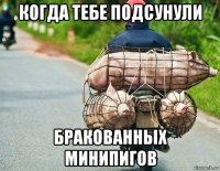 когда тебе подсунули бракованных минипигов