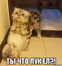  ты что лук ел?!