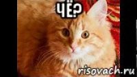 чё? 