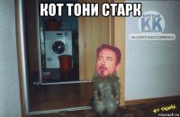 кот тони старк 