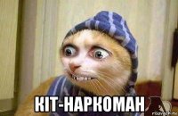  кіт-наркоман