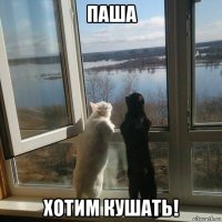 паша хотим кушать!