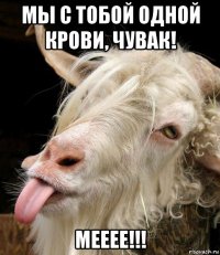 мы с тобой одной крови, чувак! мееее!!!