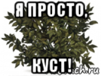 я просто, куст!