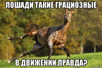 лошади такие грациозные в движении,правда?