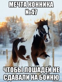 мечта конника №47 чтобы лошадей не сдавали на бойню