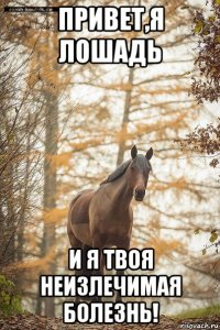 привет,я лошадь и я твоя неизлечимая болезнь!