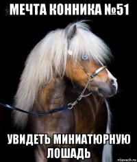 мечта конника №51 увидеть миниатюрную лошадь