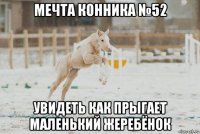 мечта конника №52 увидеть как прыгает маленький жеребёнок