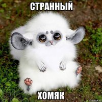 странный хомяк