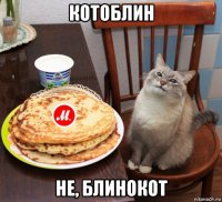 котоблин не, блинокот