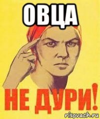 овца 