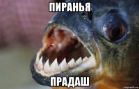 пиранья прадаш