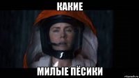 какие милые пёсики