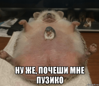  ну же, почеши мне пузико