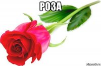 роза 