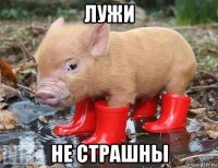 лужи не страшны