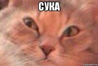 сука 